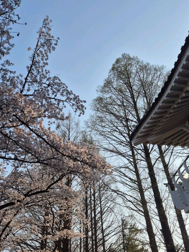 Chasing Cherry Blossoms: A Spring to Remember in Korea (2025)
