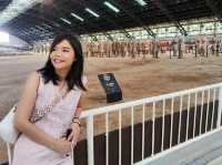 The Terracotta Warriors and Horses 