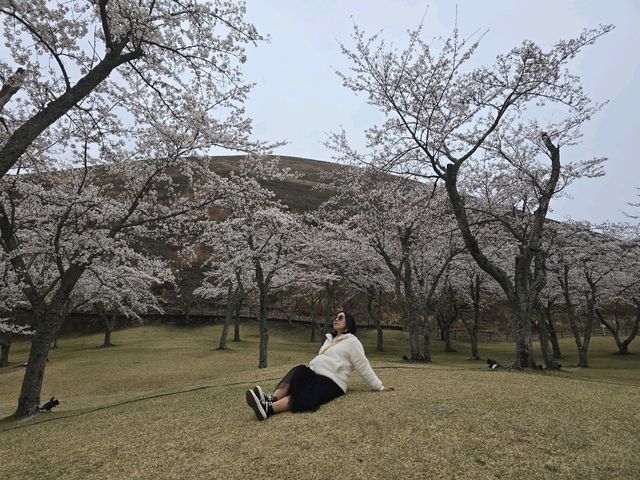 帶著媽媽從鎌倉櫻花打卡到下田