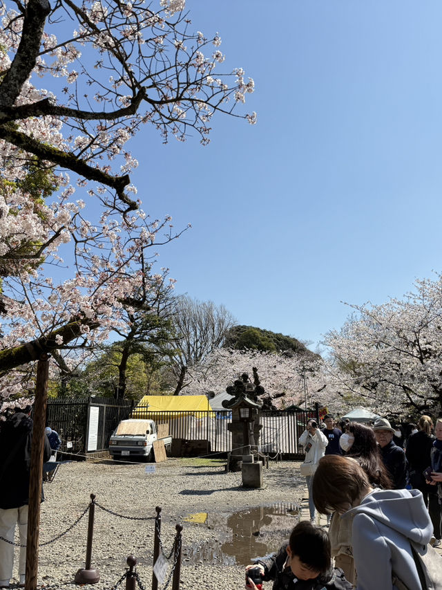 櫻花季in上野公園