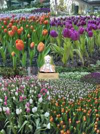 🌸 สวนดอกไม้เมืองหนาว ระยอง 🌸 เข้าชมฟรี! 