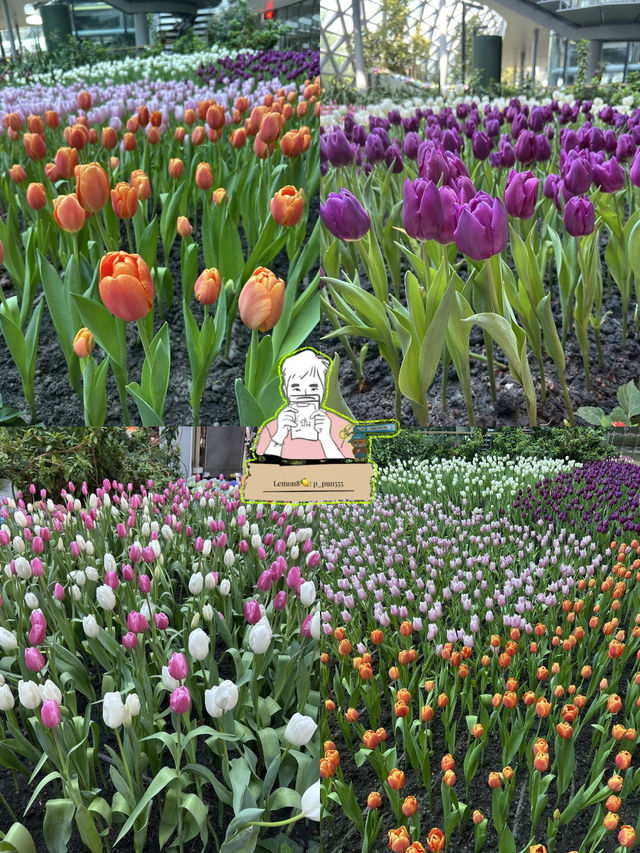 🌸 สวนดอกไม้เมืองหนาว ระยอง 🌸 เข้าชมฟรี! 