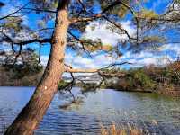 寶池公園櫻之林，京都本地人熱門的賞櫻景點