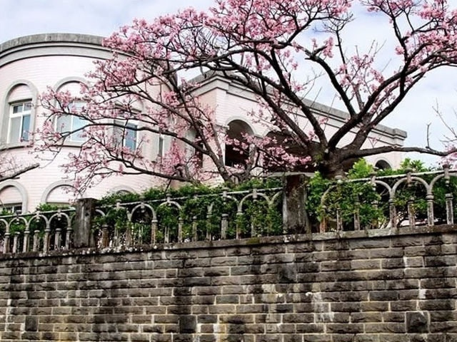 都市叢林的櫻花仙境又粉嫩爆開了