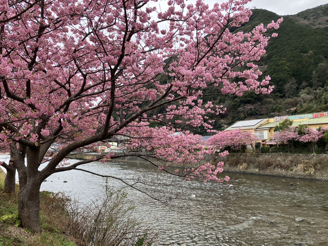 最美河津櫻盡在河津