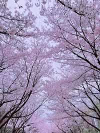 Sakura strolls