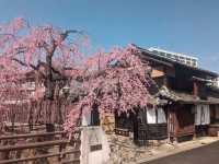 仙台賞櫻：糖果老店「石橋屋」的粉紅枝垂櫻