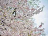 東京最熱鬧的櫻花祭典：上野公園春日漫遊🌸