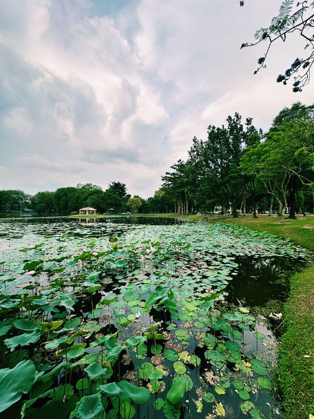 Lotus Dreams & Windy Chimes – A Hidden Gem in Cyberjaya!