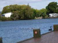 #羅託魯瓦湖Lake Rotorua-紐西蘭羅託魯瓦