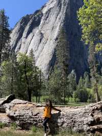 Where Giants Stir: A Springtime Journey Through Mariposa’s Ancient Sequoias