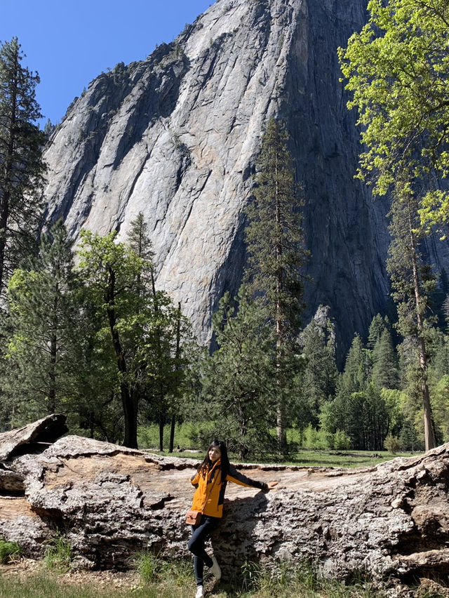Where Giants Stir: A Springtime Journey Through Mariposa’s Ancient Sequoias