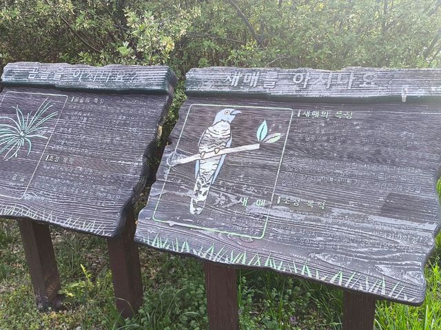 韓國 釜山 海雲台 迎月路賞櫻