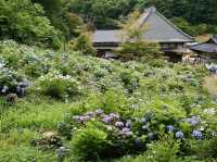 The Magical Yorinji Temple