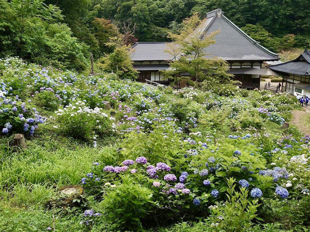 The Magical Yorinji Temple