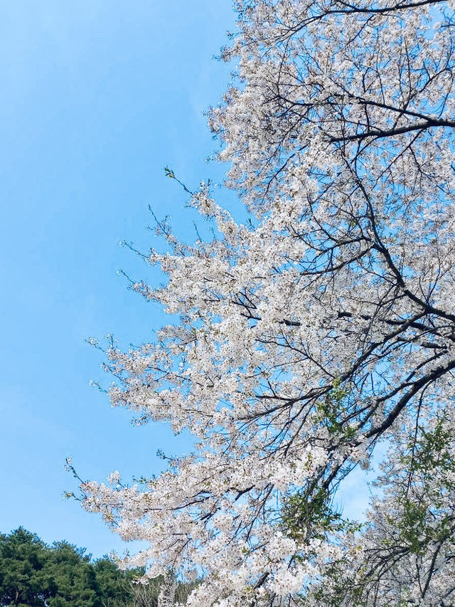 The Beauty of Daewonsa