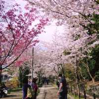 A Peaceful Stroll: Discovering Kyoto’s Philosopher’s Path