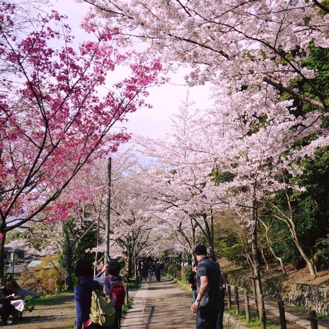 A Peaceful Stroll: Discovering Kyoto’s Philosopher’s Path