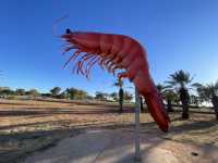 Giant Prawn of Exmouth! 