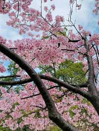Shuzenji – A Peaceful Escape into Traditional Japan