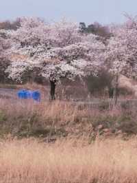 영주봄벚꽃맛집🩷[영주 강변 벚꽃 산책로] 