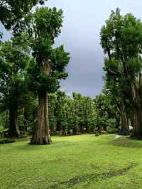 Changthong Heritage Park – A Living Museum of Ancient Trees in Chiang Mai