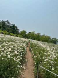 이번 주말 가야 할 동화감성 샤스타데이지 명소🌼
