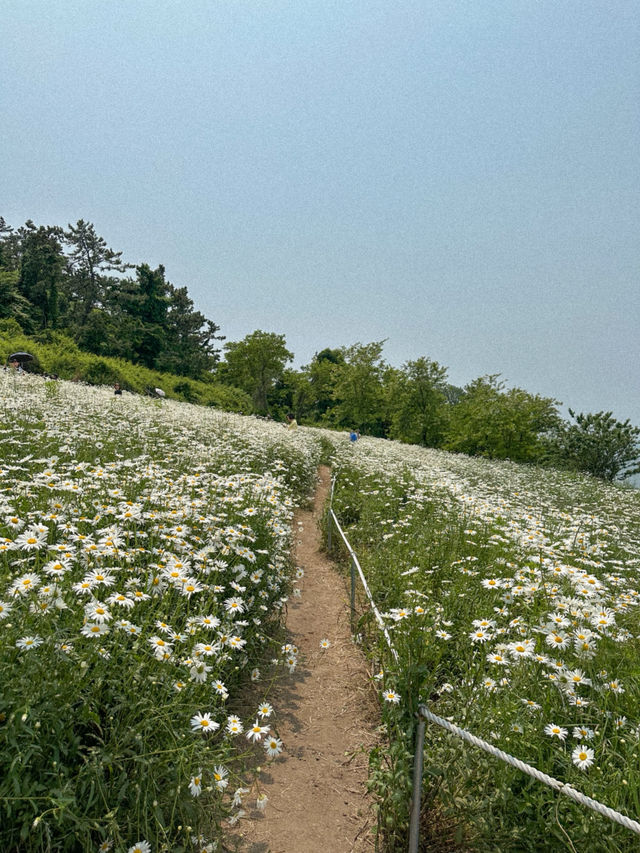 이번 주말 가야 할 동화감성 샤스타데이지 명소🌼