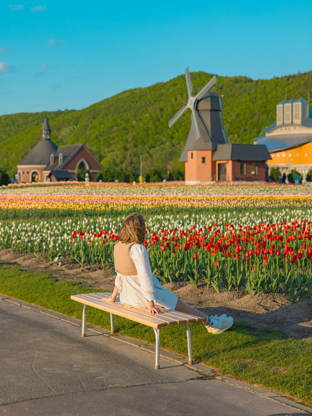 Kamiyubetsu Tulip Park สวนทิวลิปที่สวยสุดในญี่ปุ่น