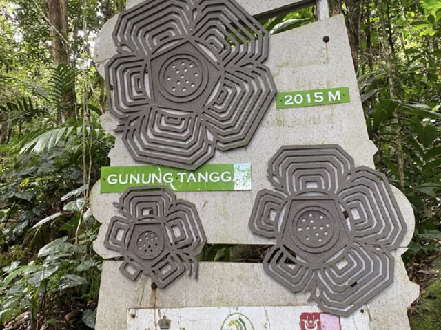 A Hidden Encounter Deep in Cameron Highlands — Chasing the Elusive Rafflesia 🌺