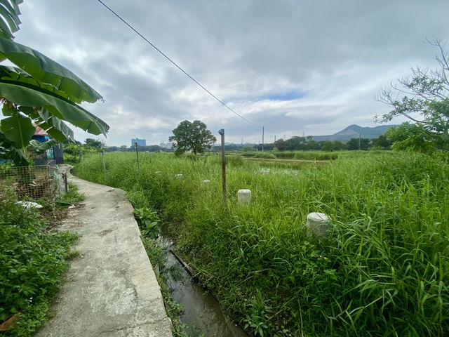 端午節好去處✨ 河上鄉塱原濕地🪷 荷花田隱世賞花美景 