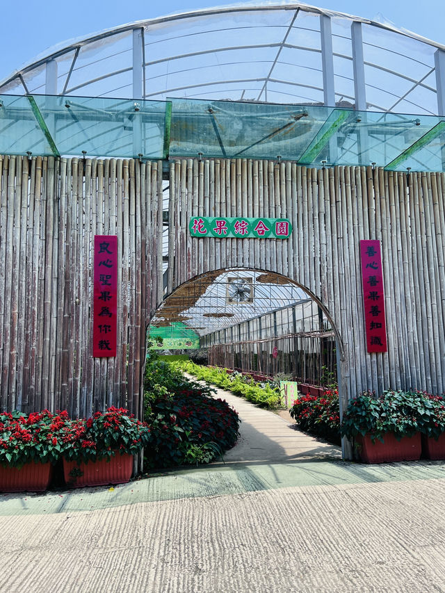 ［新竹關西旅遊］金勇蕃茄農場🍅端午佳節半日遊的好選擇-好吃又好玩🧸