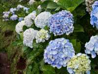 Bucket of Blooms, Boots On & Camera Ready at KUV NIAM HYDRENYA