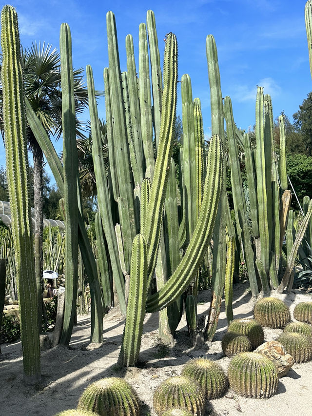 廈門園林植物園太美了