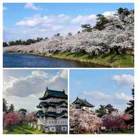 お花見にオススメ弘前城
