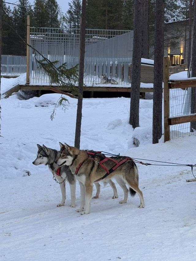 【フィンランド🇫🇮】サンタクロースに会える？！サンタクロースヴィレッジ🎅🏼