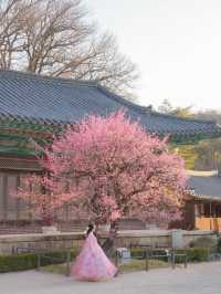 고즈넉한 아름다움 가득 풍기는 통도사 홍매화🌸