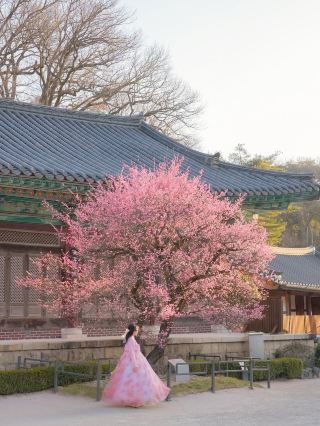 The Serene Beauty of Tongdosa's Red Plum Blossoms
