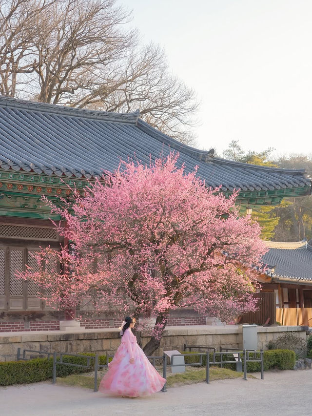 고즈넉한 아름다움 가득 풍기는 통도사 홍매화🌸