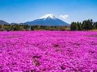 🗻 富士山のふもとで癒されよう！自然と美味しさに出会う山梨県