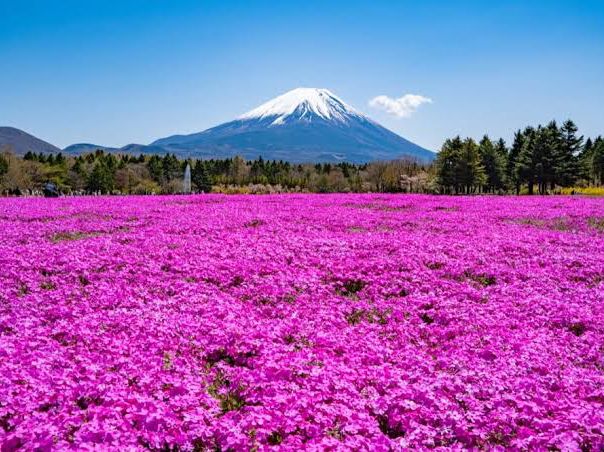 🗻 富士山のふもとで癒されよう！自然と美味しさに出会う山梨県