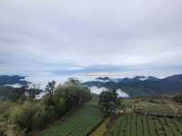 Make a stop in Shizhuo, not just Alishan