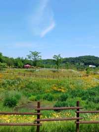 노란 물결 속 봄맞이 꽃놀이, 악양생태공원 🌼