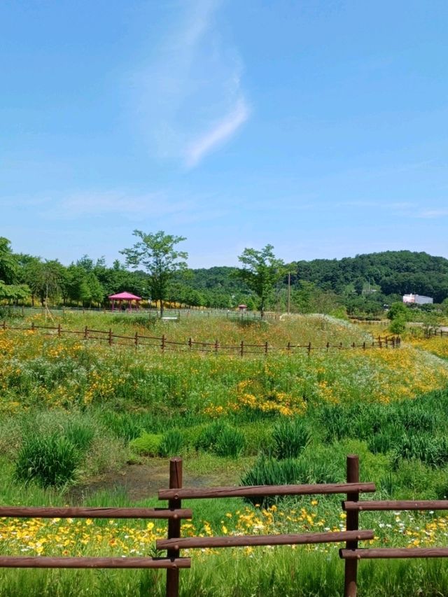 노란 물결 속 봄맞이 꽃놀이, 악양생태공원 🌼