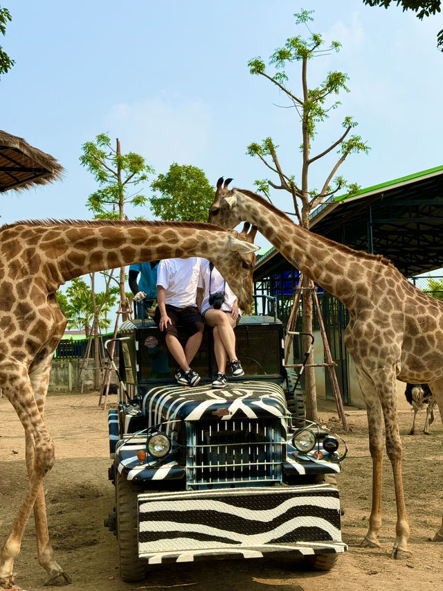 泰國大城包車一日遊 Sriayuthaya Lion Park  動物互動 