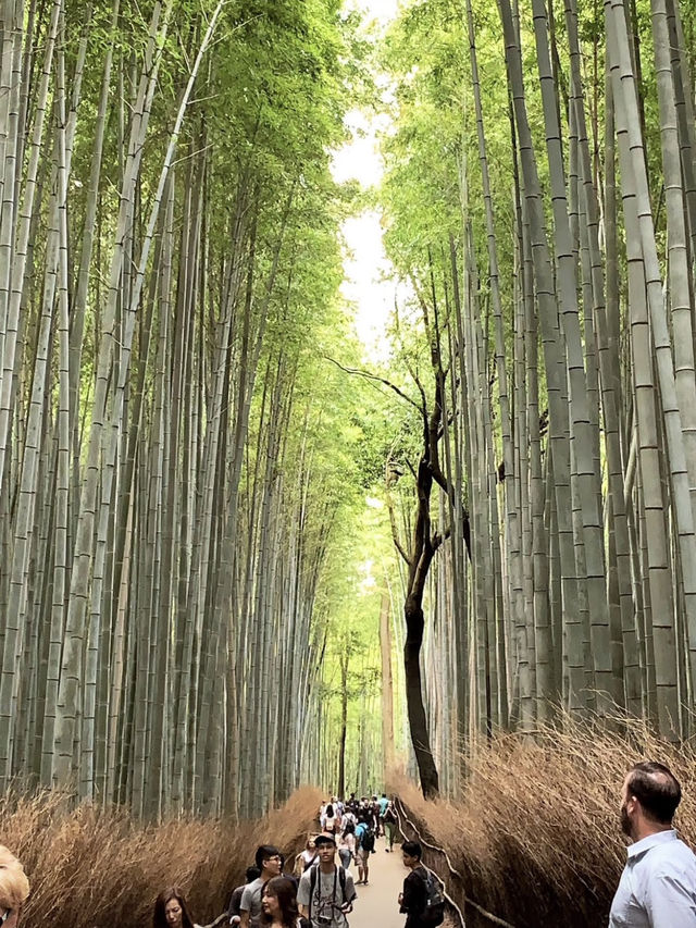 京都慢旅｜穿越千年風韻的片刻🍃⛩️