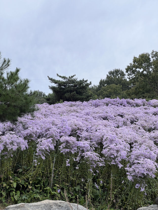 문경 봉천사 개미취 여행코스 추천💜
