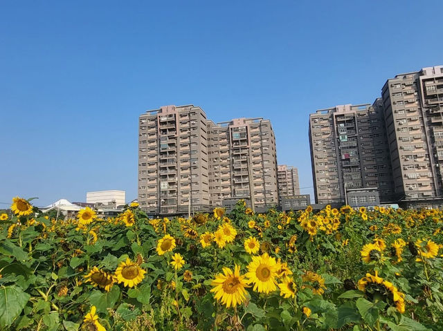 台中清水區公所向日葵花海