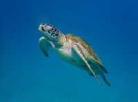 Labuan bajo great escape