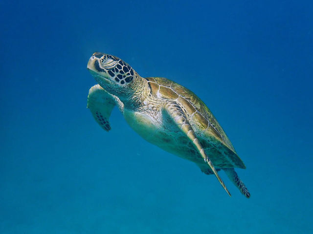 Labuan bajo great escape